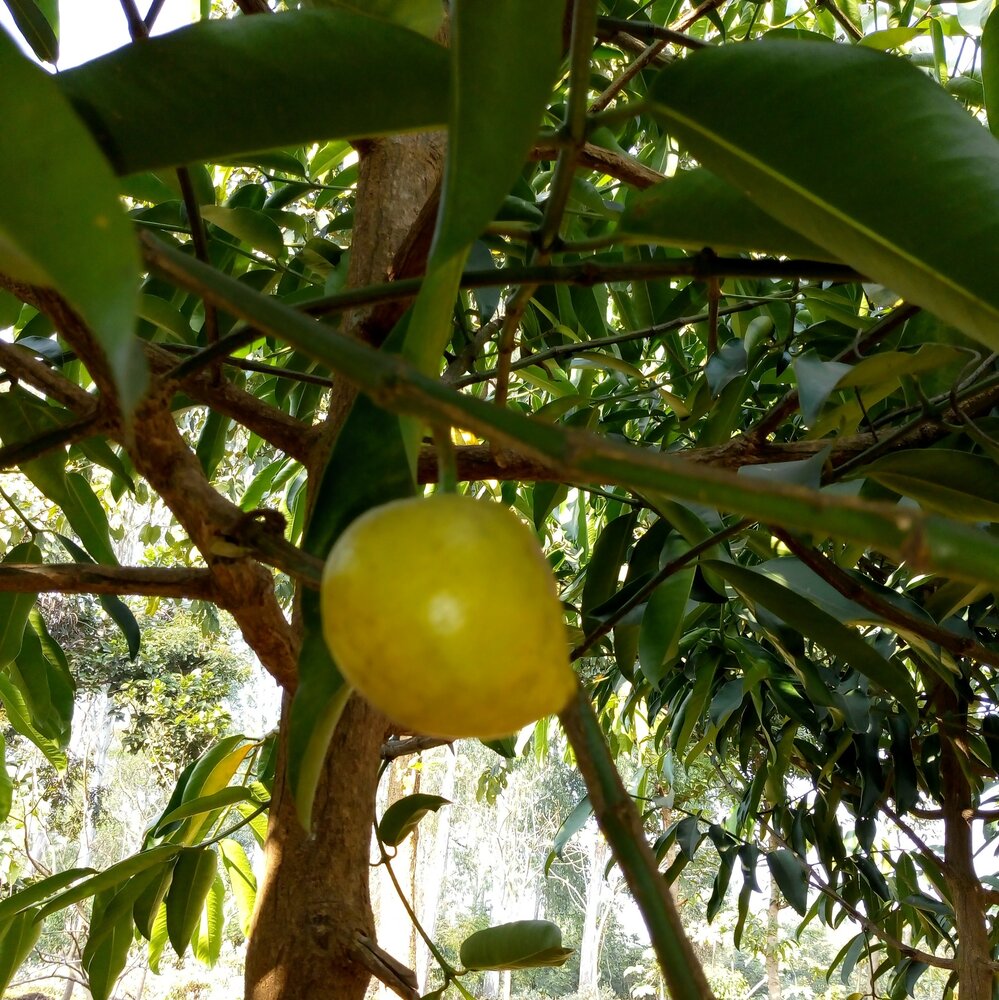 Mundu (Garcinia xanthochymus)