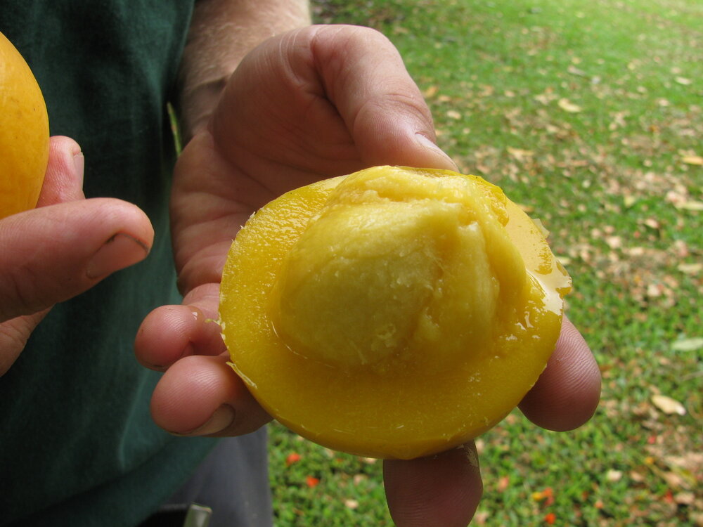 Mundu (Garcinia xanthochymus)