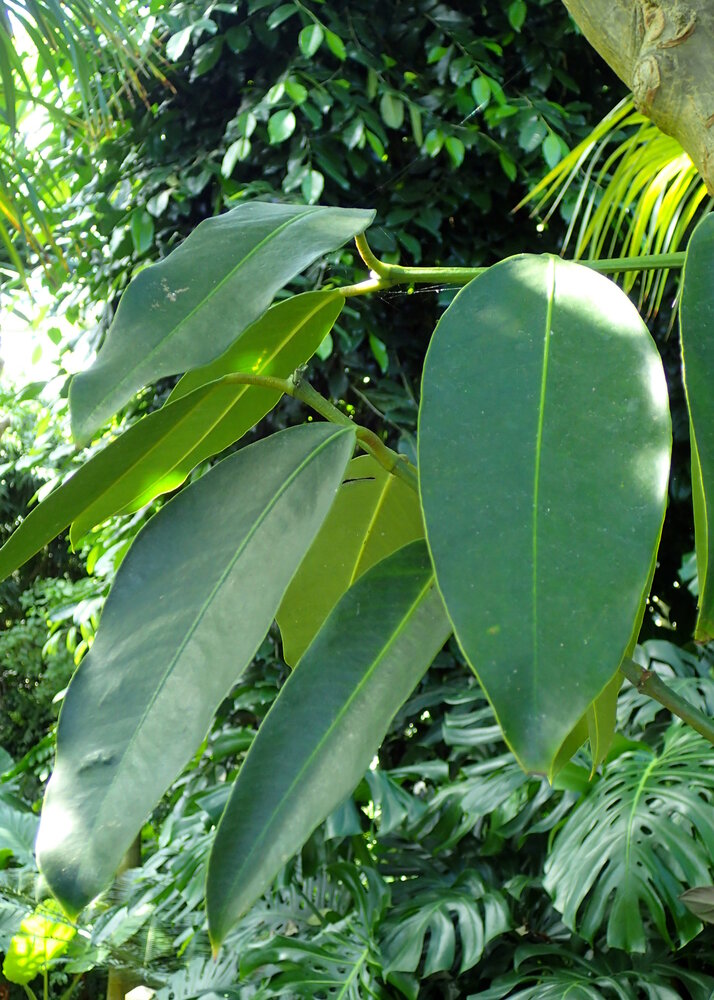 Mundu (Garcinia xanthochymus)