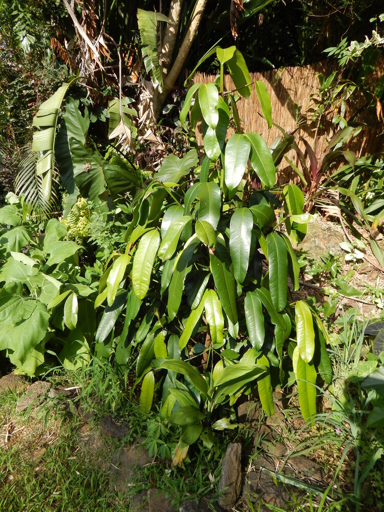 Mundu (Garcinia xanthochymus)