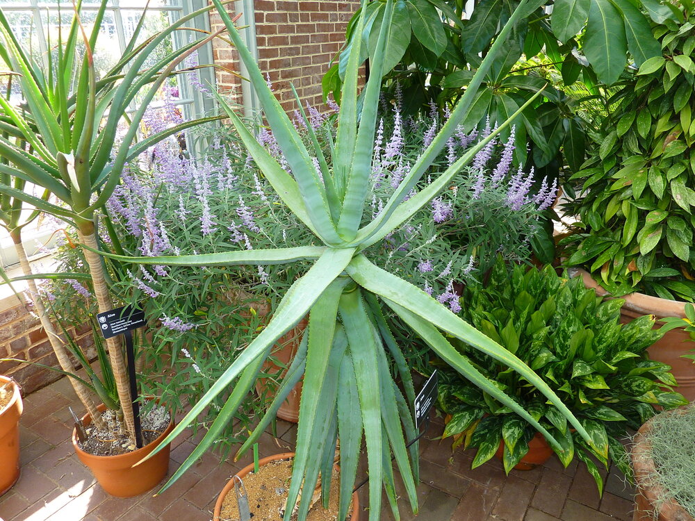 Cat's Tail Aloe (Aloe castanea)