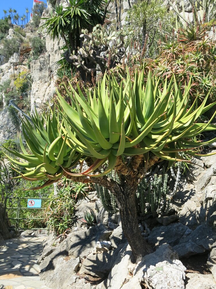 Cat's Tail Aloe (Aloe castanea)