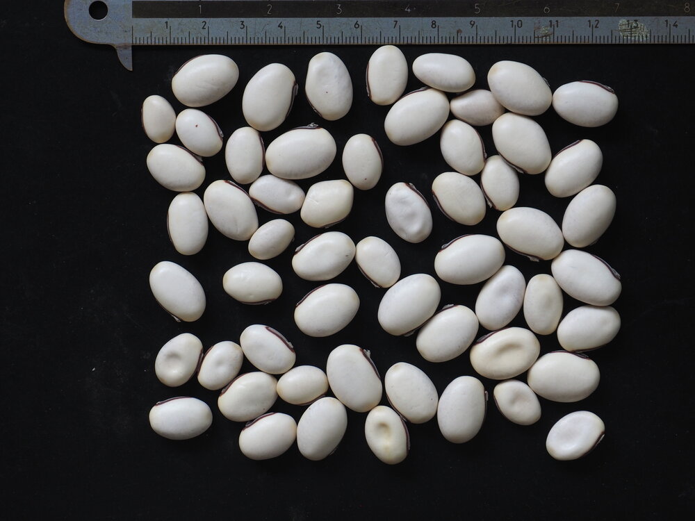 Jack Bean (Canavalia ensiformis)