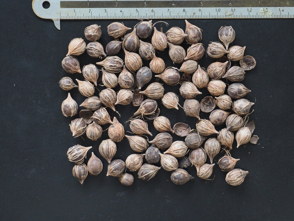Seagrape (Coccoloba uvifera)