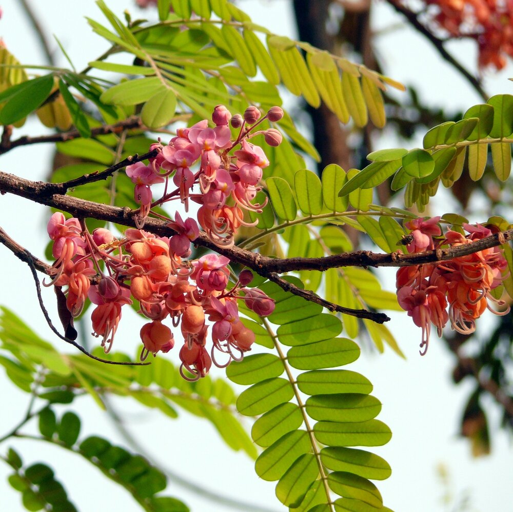 Pink Shower Tree (Cassia grandis)