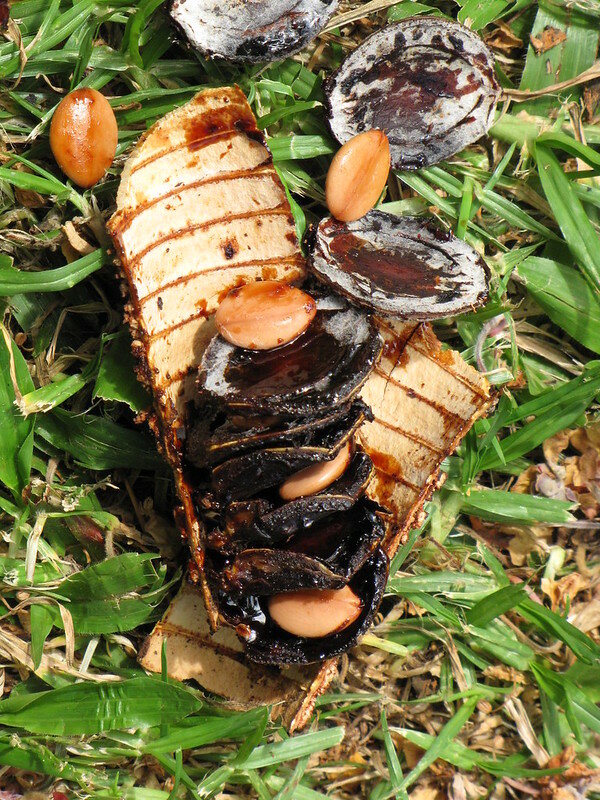 Pink Shower Tree (Cassia grandis)