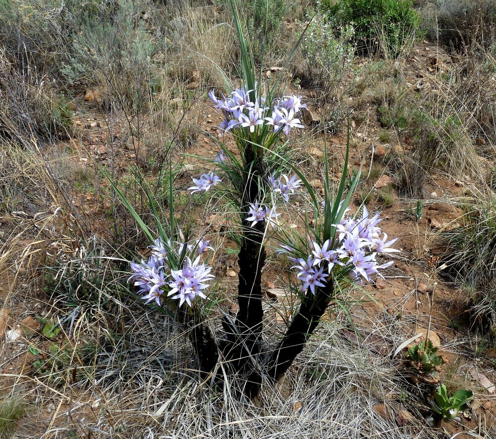Black Stick Lily (Xerophyta retinervis)