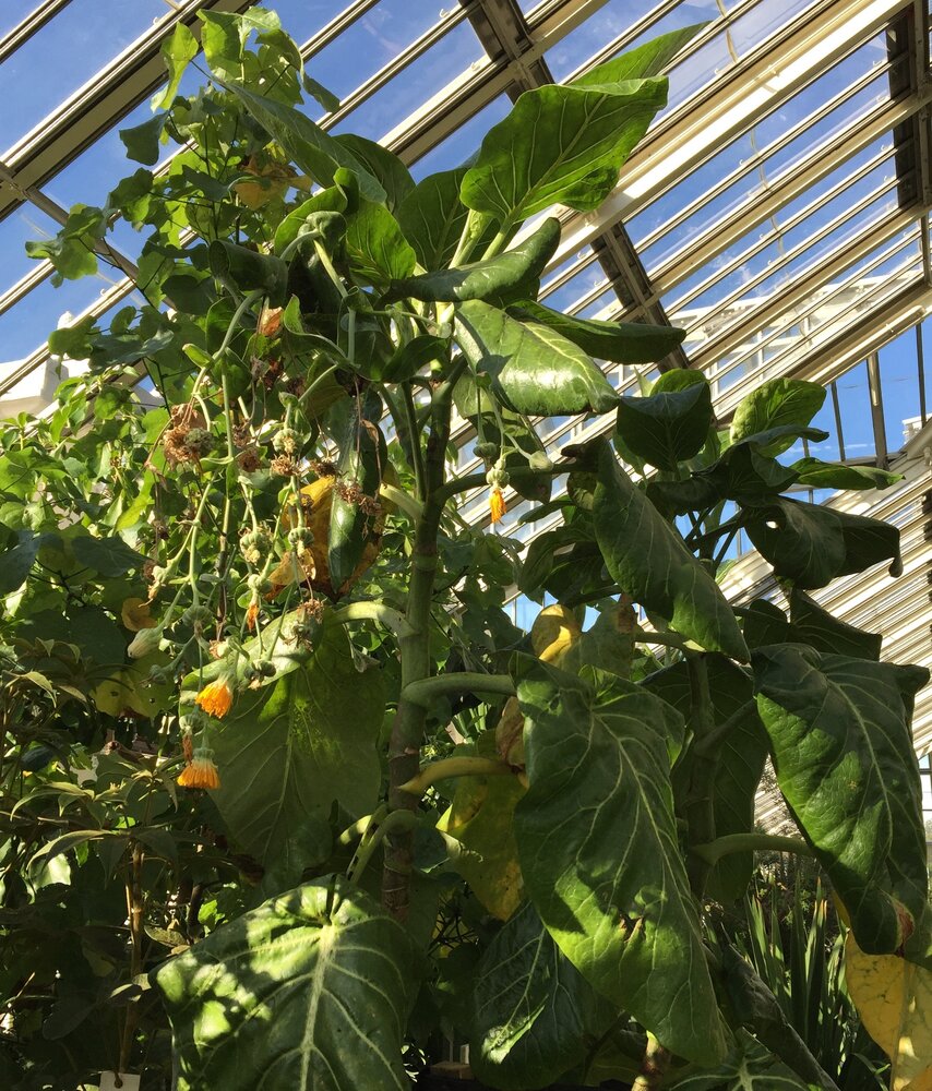 Cabbage Tree (Dendroseris litoralis)