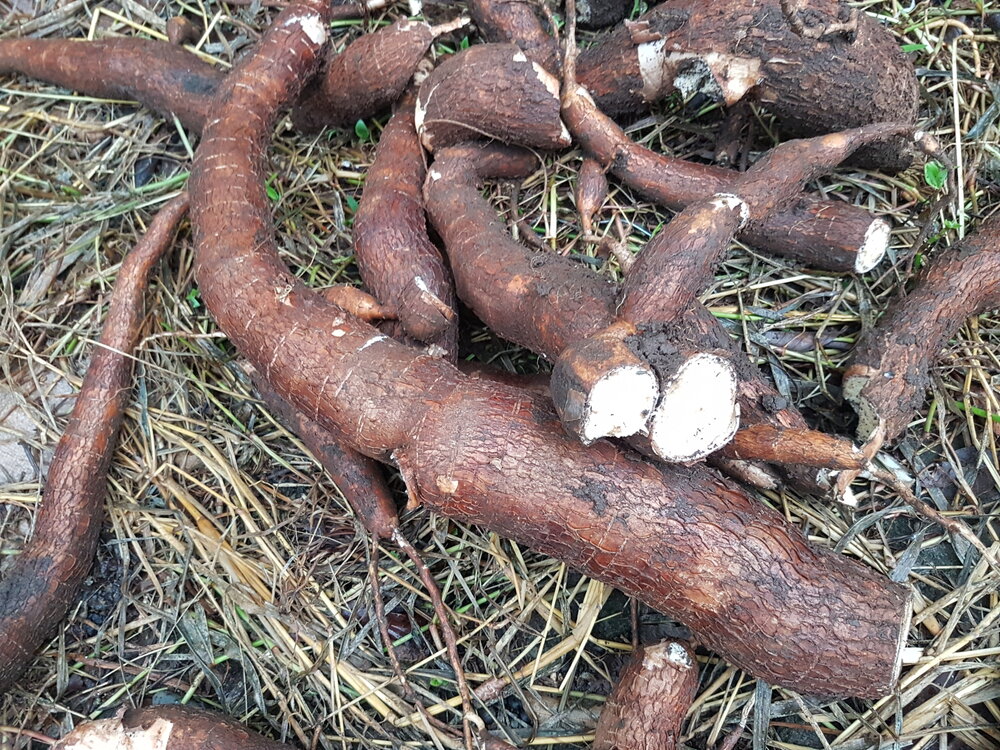 Cassava (Manihot esculenta)