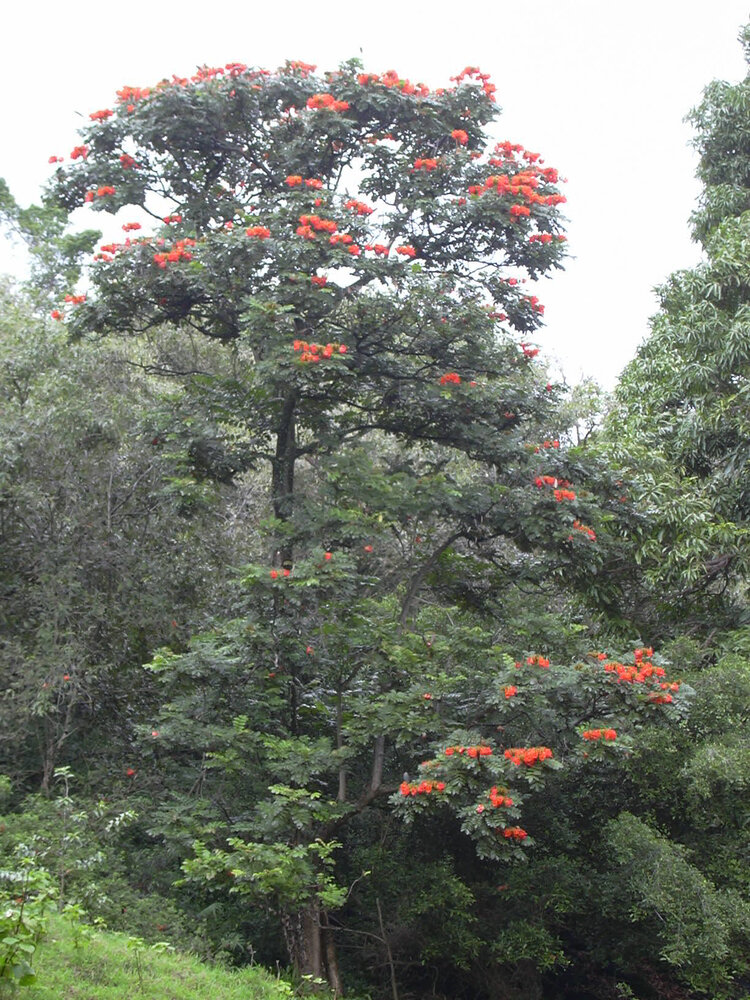 African Tulip Tree (Spathodea campanulata)