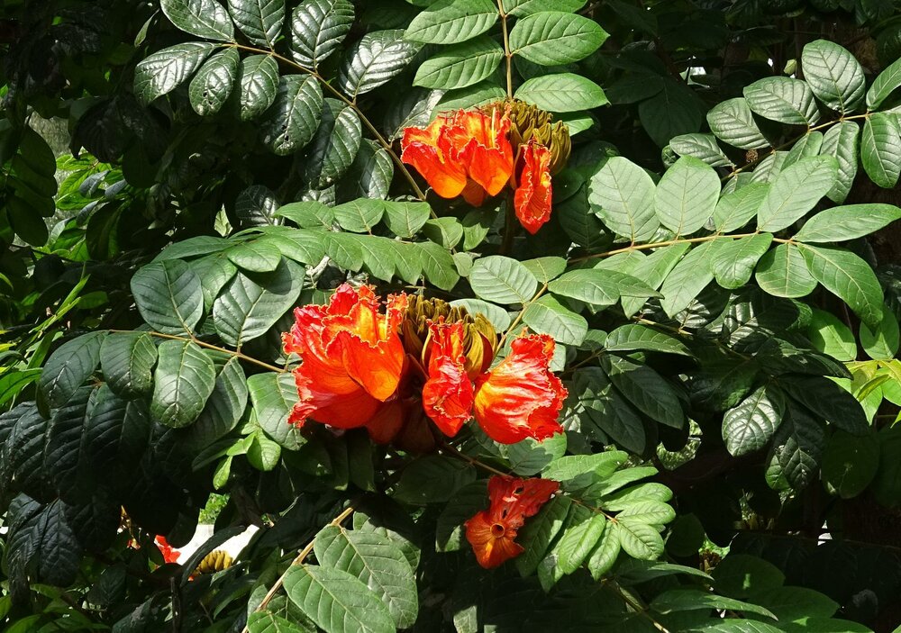 African Tulip Tree (Spathodea campanulata)