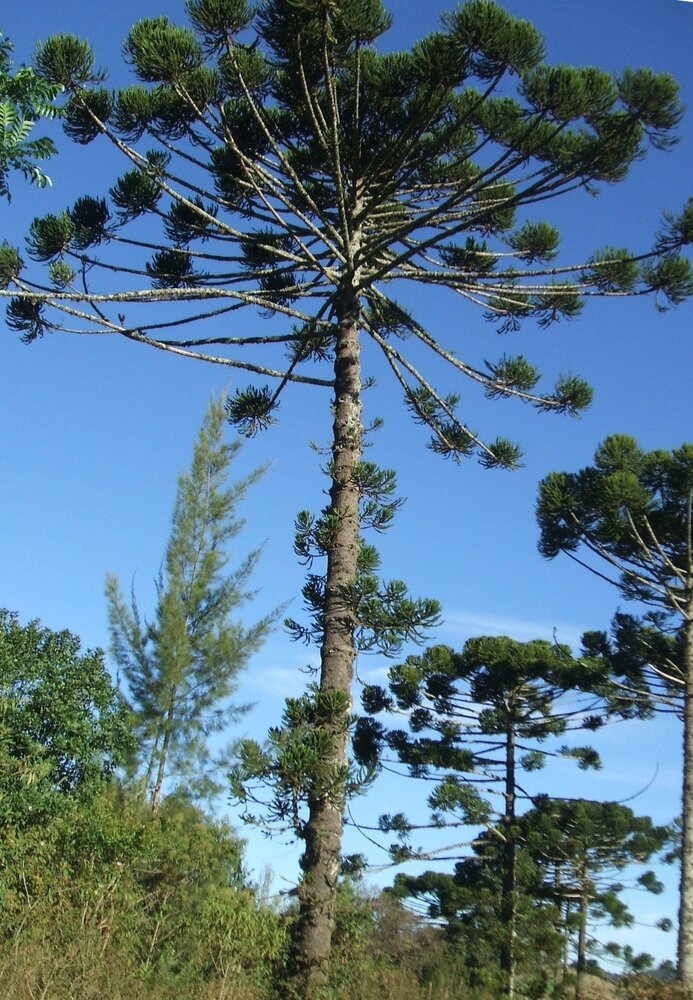 Paran&aacute; pine (Araucaria angustifolia)