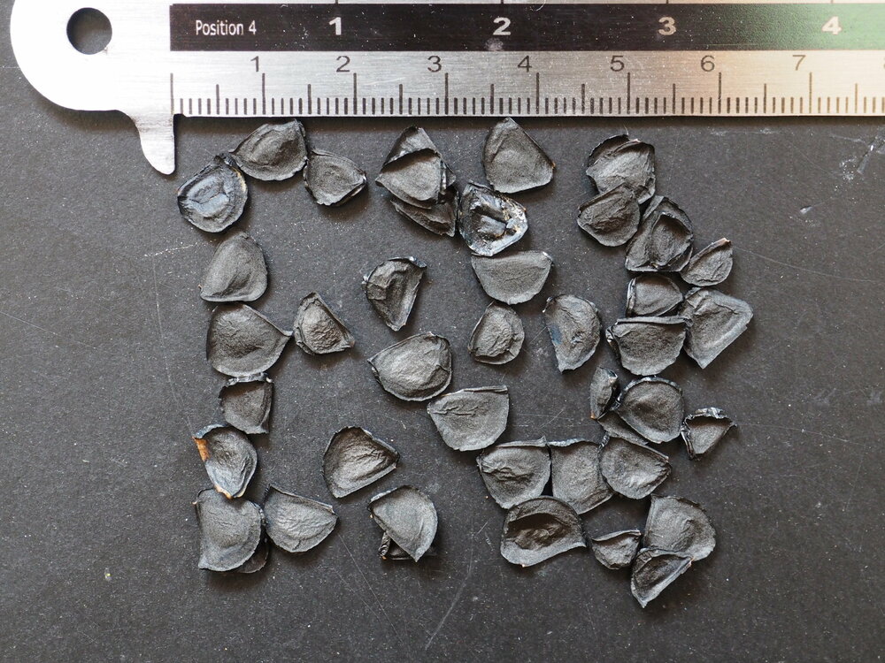 Tequila Agave (Agave tequilana)