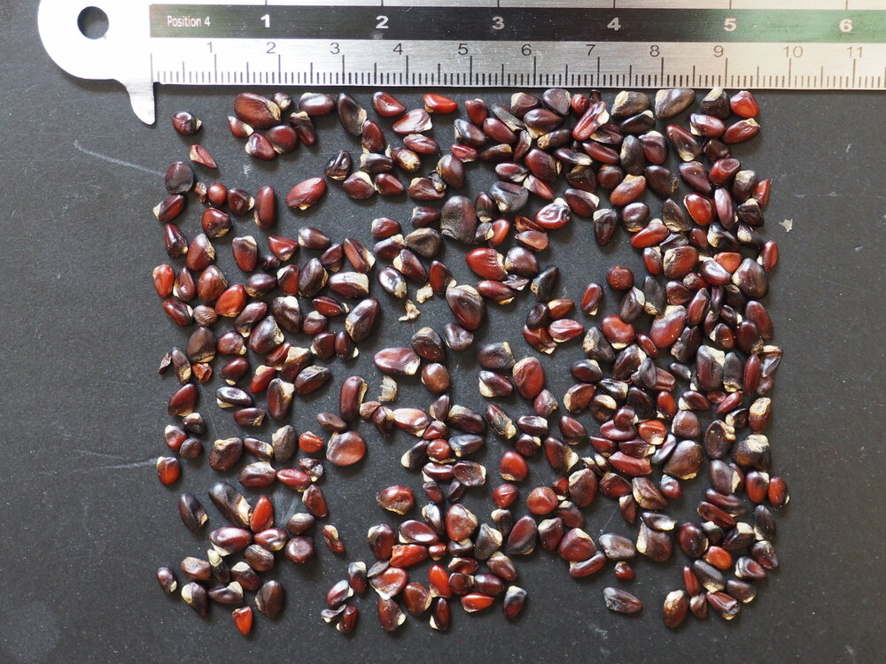 Threeleaf Akebia (Akebia trifoliata)
