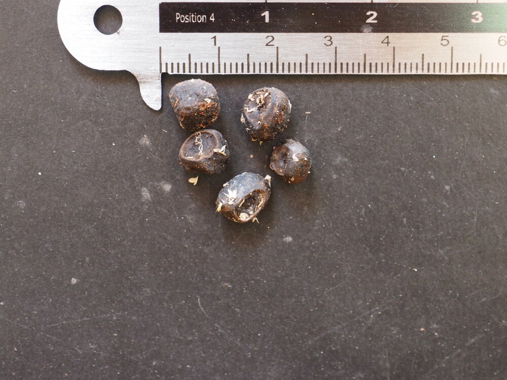 Giant Highland Banana (Musa ingens)