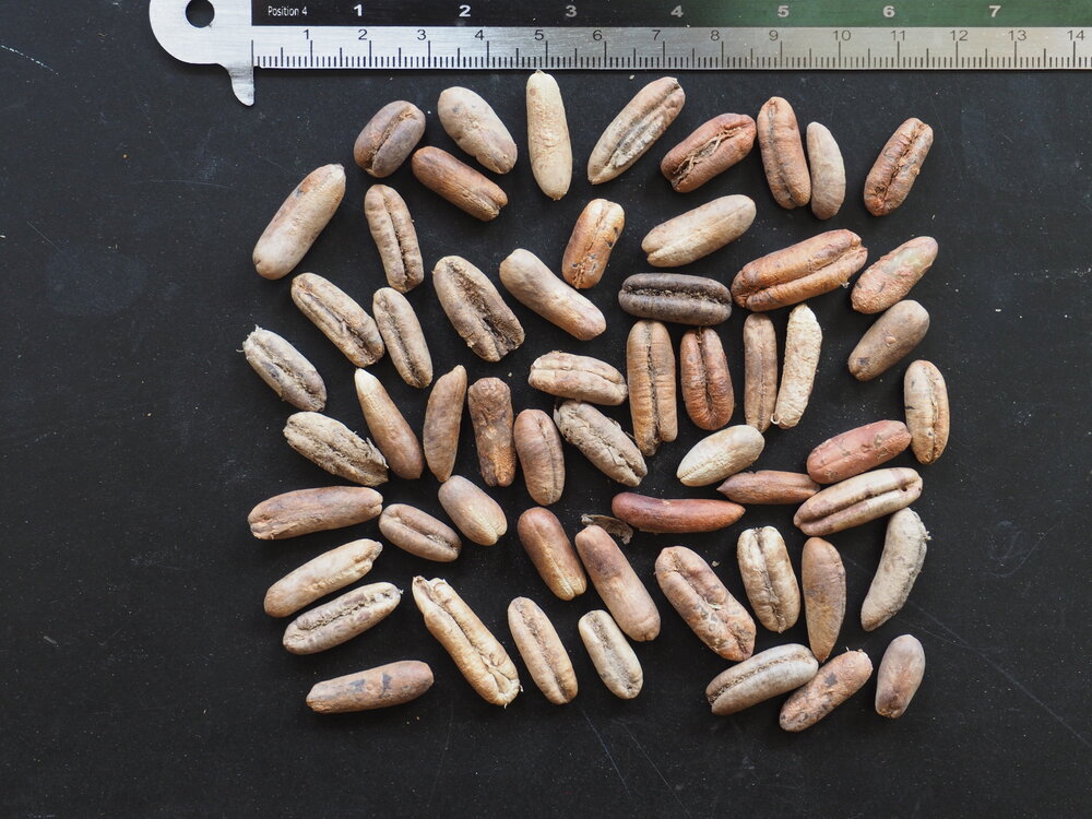 Date Palm (Phoenix dactylifera)