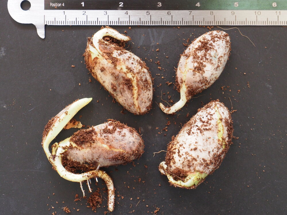 Jackfruit (Artocarpus heterophyllus)