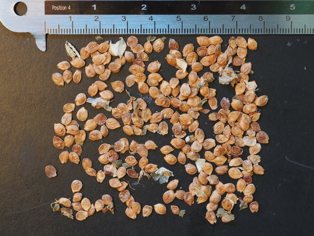 Bilimbi (Averrhoa bilimbi)