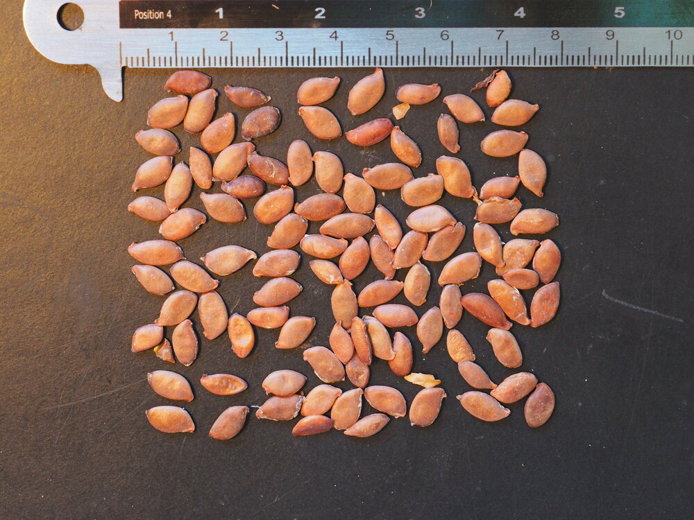 Carambola (Averrhoa carambola)