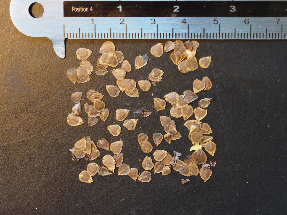 Calico Flower (Aristolochia elegans)