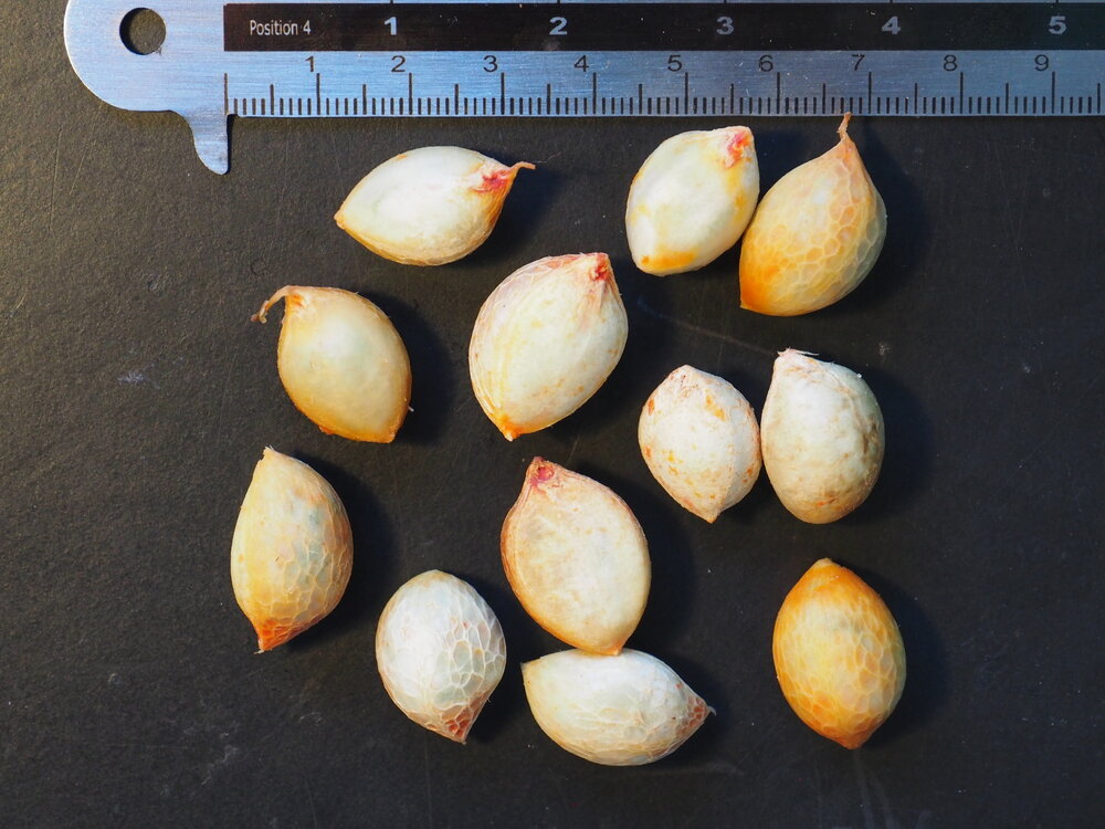 Peanut Butter Tree (Bunchosia argentea)