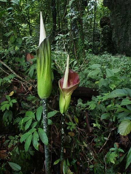 Aroid (Amorphophallus lambii)