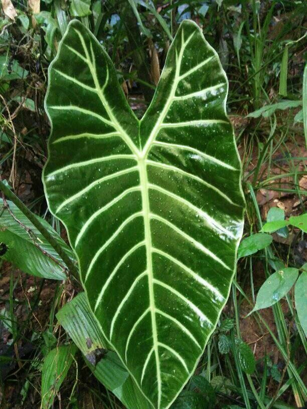 Alocasia (Alocasia suhirmaniana)