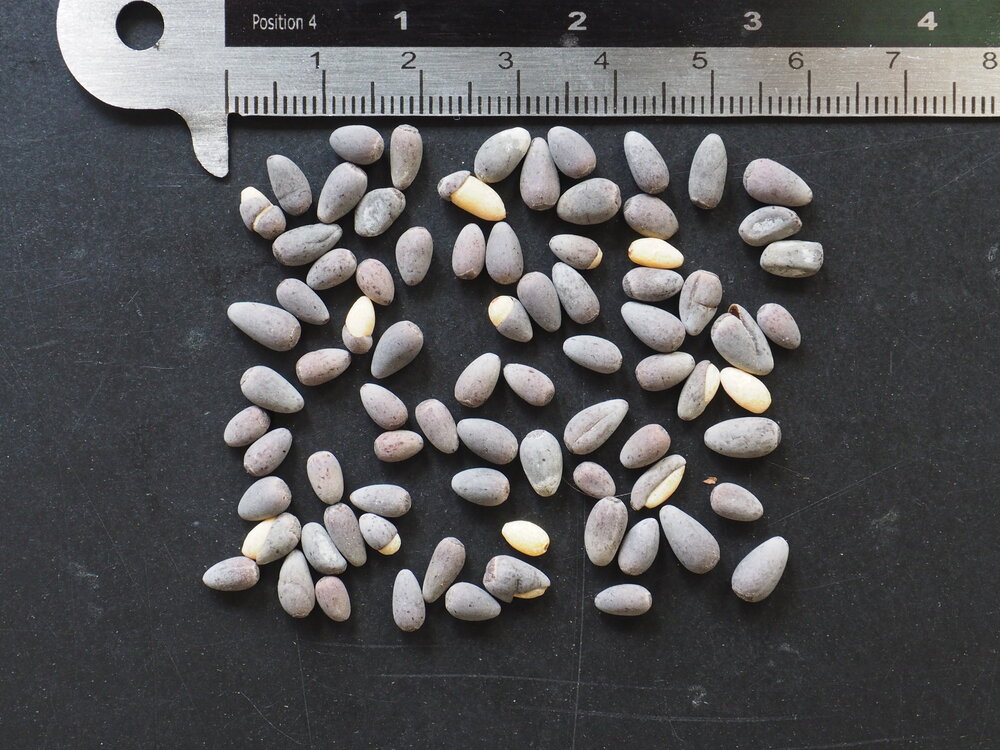 Queensland Bottle Tree (Brachychiton rupestris)