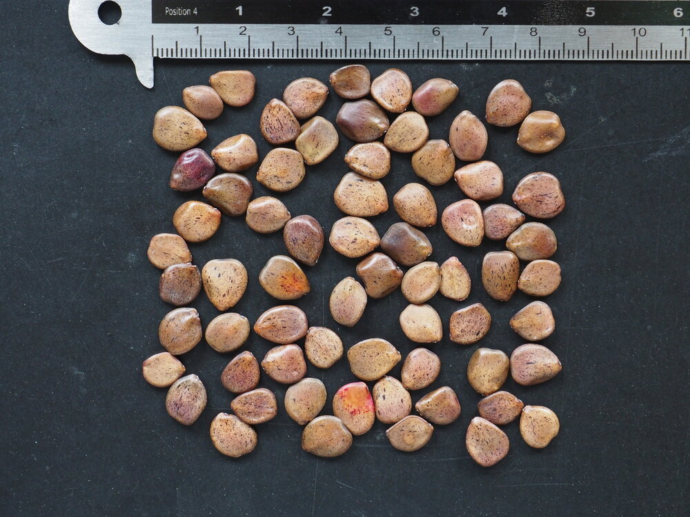 Desert Bird of Paradise (Caesalpinia gilliesii)