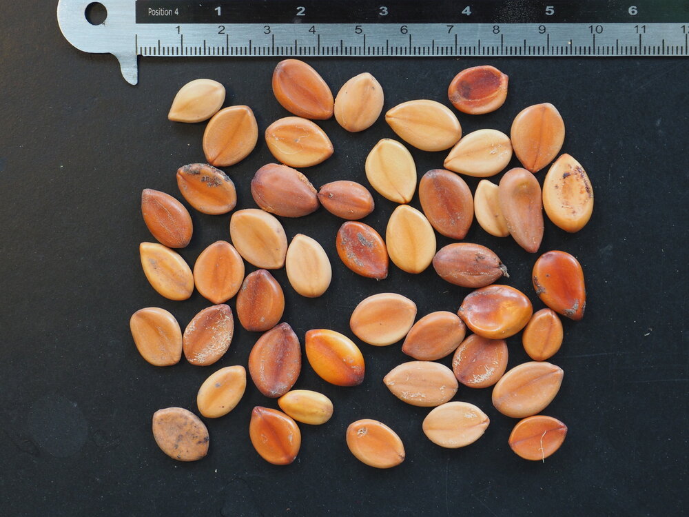 Pink Shower Tree (Cassia grandis)