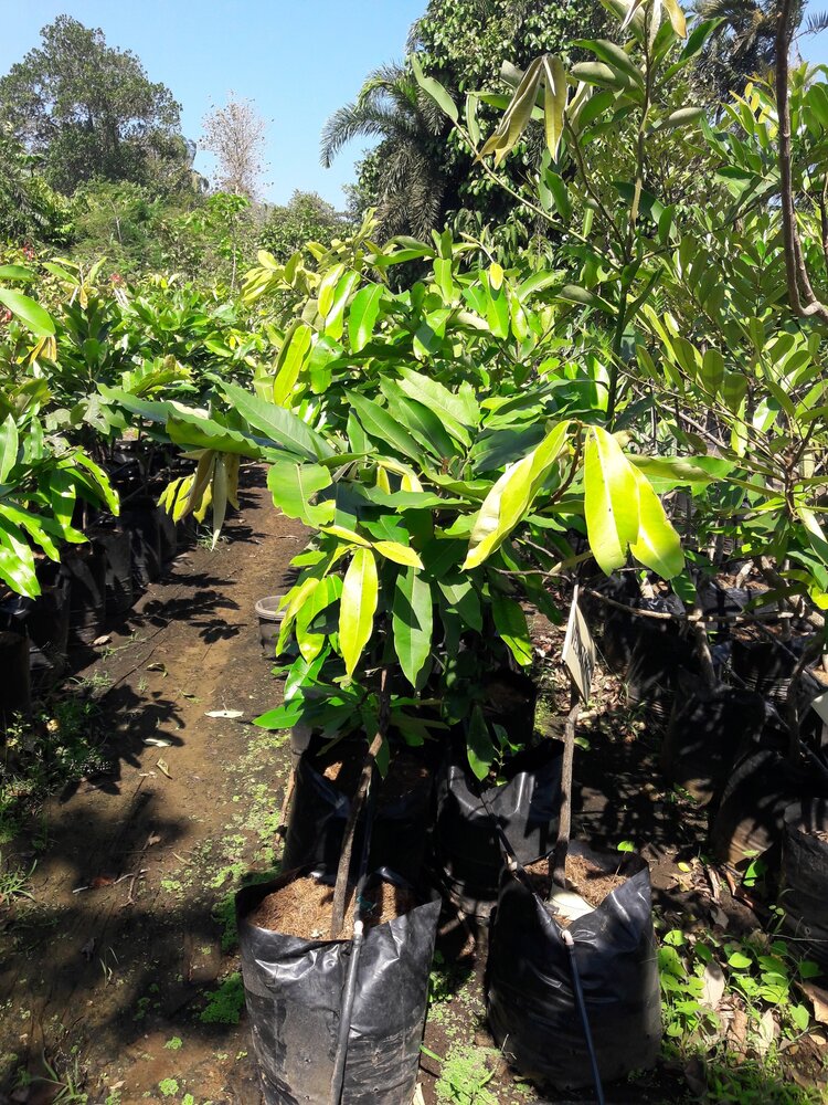 Velvet apple (Diospyros blancoi)