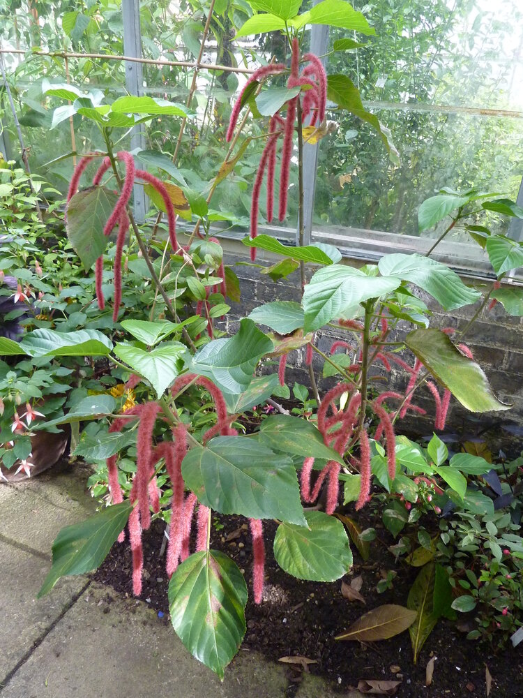 Chenille plant (Acalypha hispida)