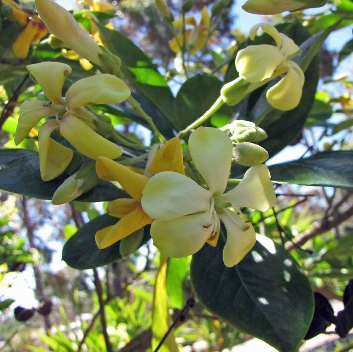 Australian frangipani (Hymenosporum flavum)