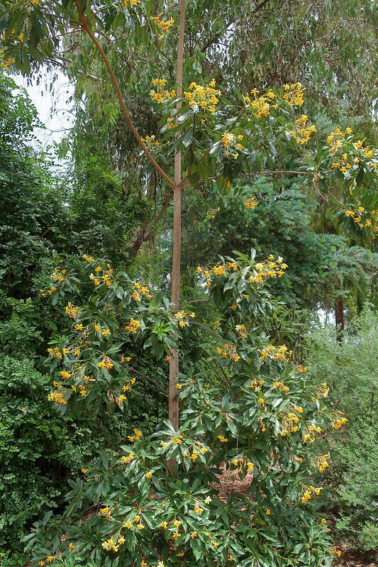 Australian frangipani (Hymenosporum flavum)