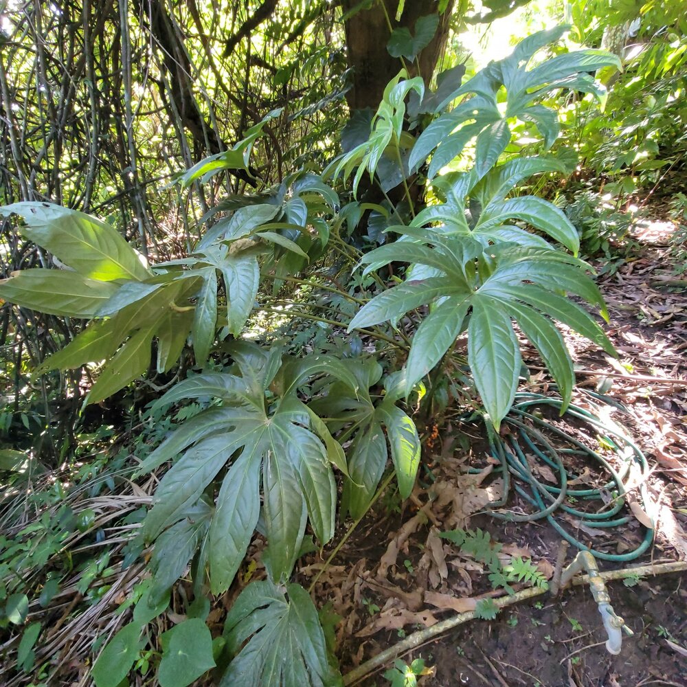 Finger Anthurium (Anthurium pedatoradiatum)