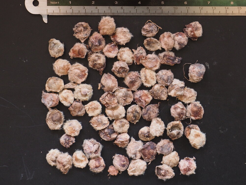 Cannonball Tree (Couroupita guianensis)