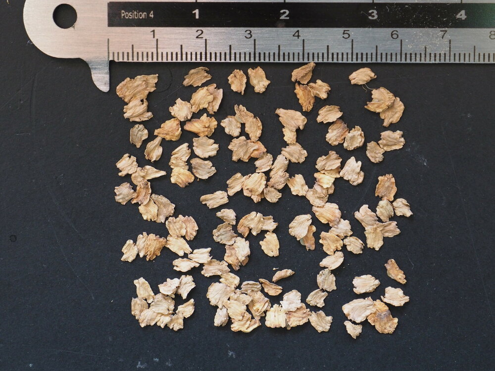 Cabbage Tree (Dendroseris litoralis)