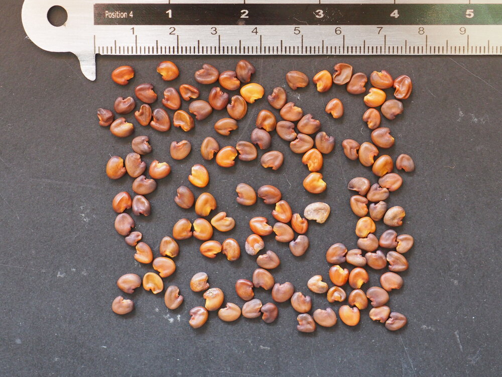 Canary Bird Bush (Crotalaria agatiflora)