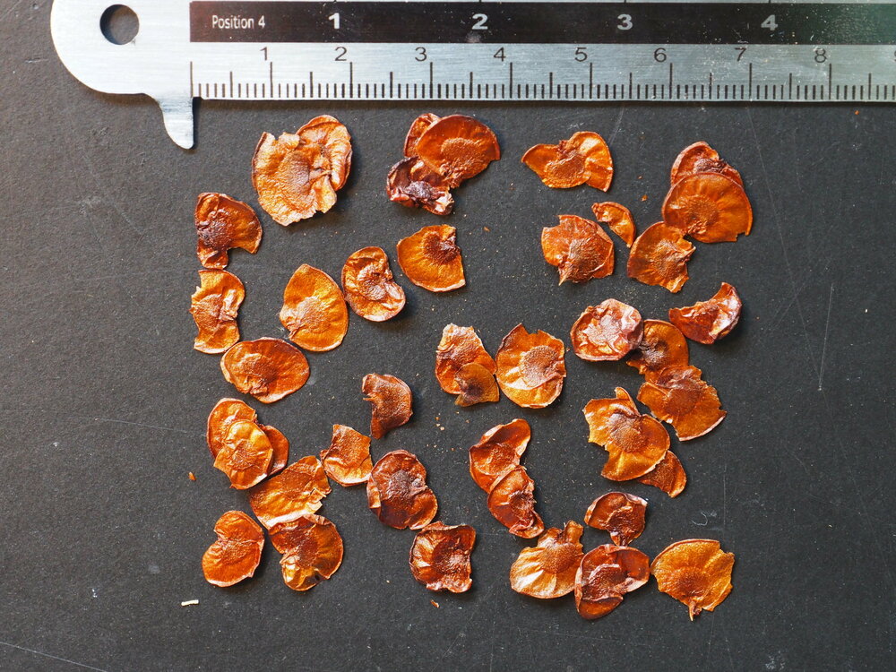 Australian frangipani (Hymenosporum flavum)