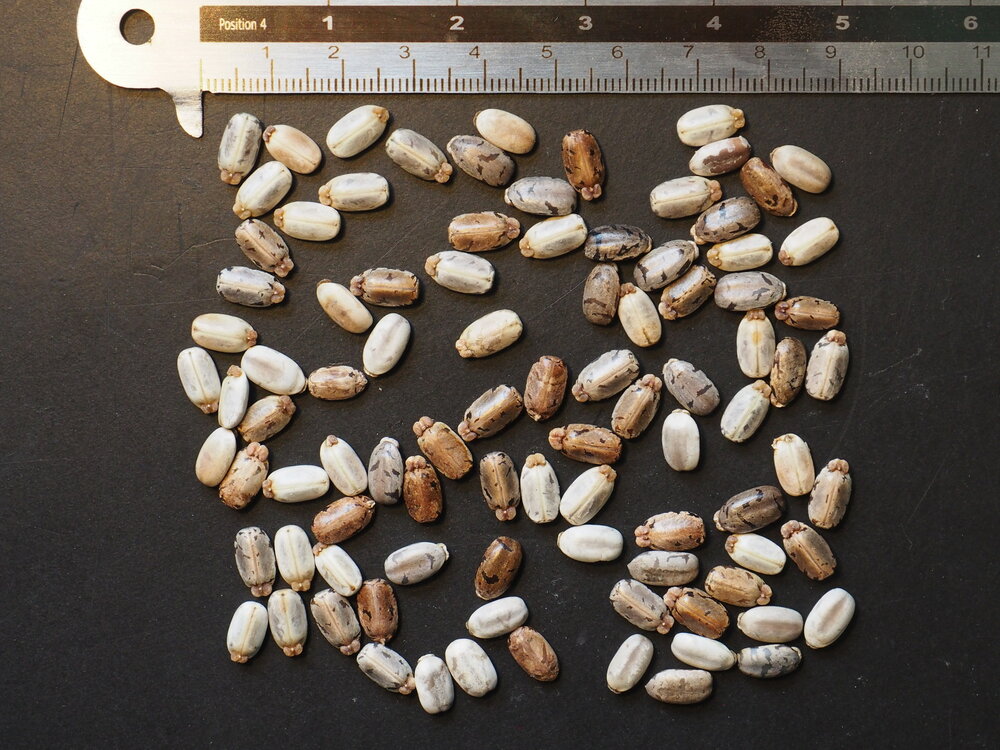 Cassava (Manihot esculenta)