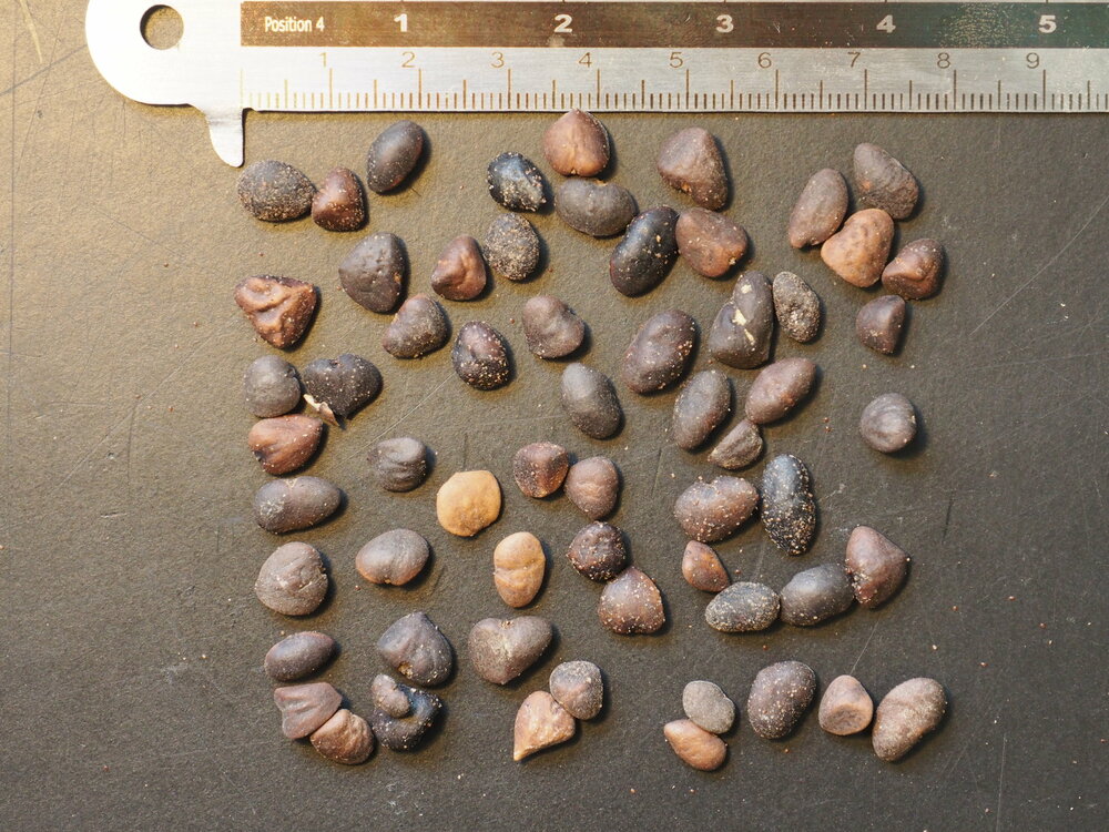 Banana Shrub (Magnolia figo)