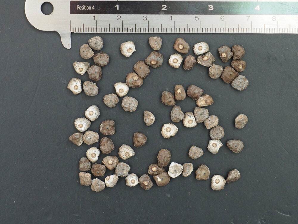 Plantain Banana (Musa x paradisiaca)