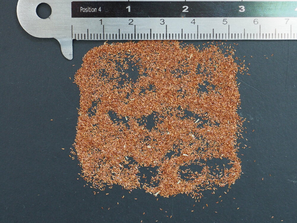 Tea Tree (Melaleuca alternifolia)