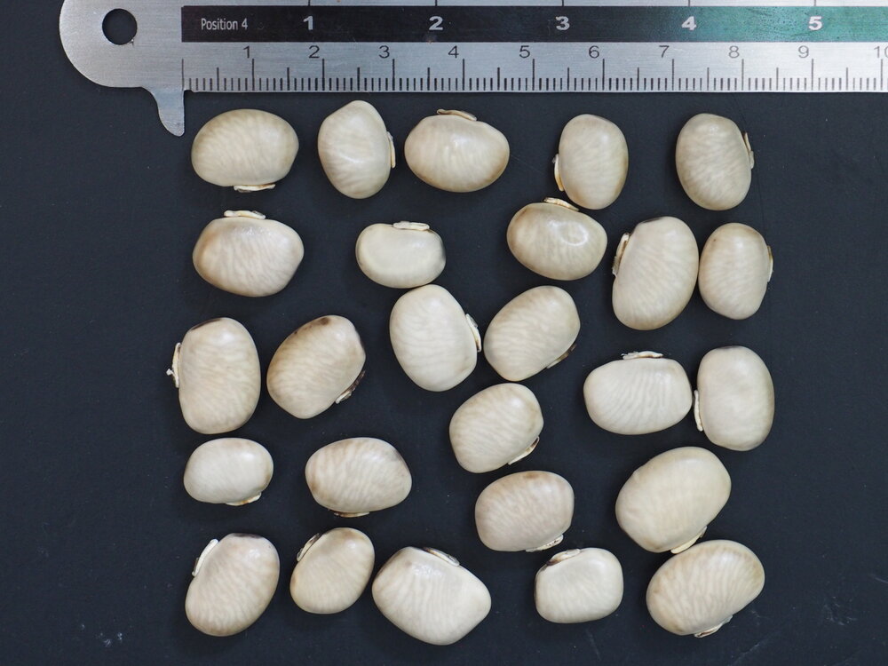 Velvet Bean (Mucuna pruriens)