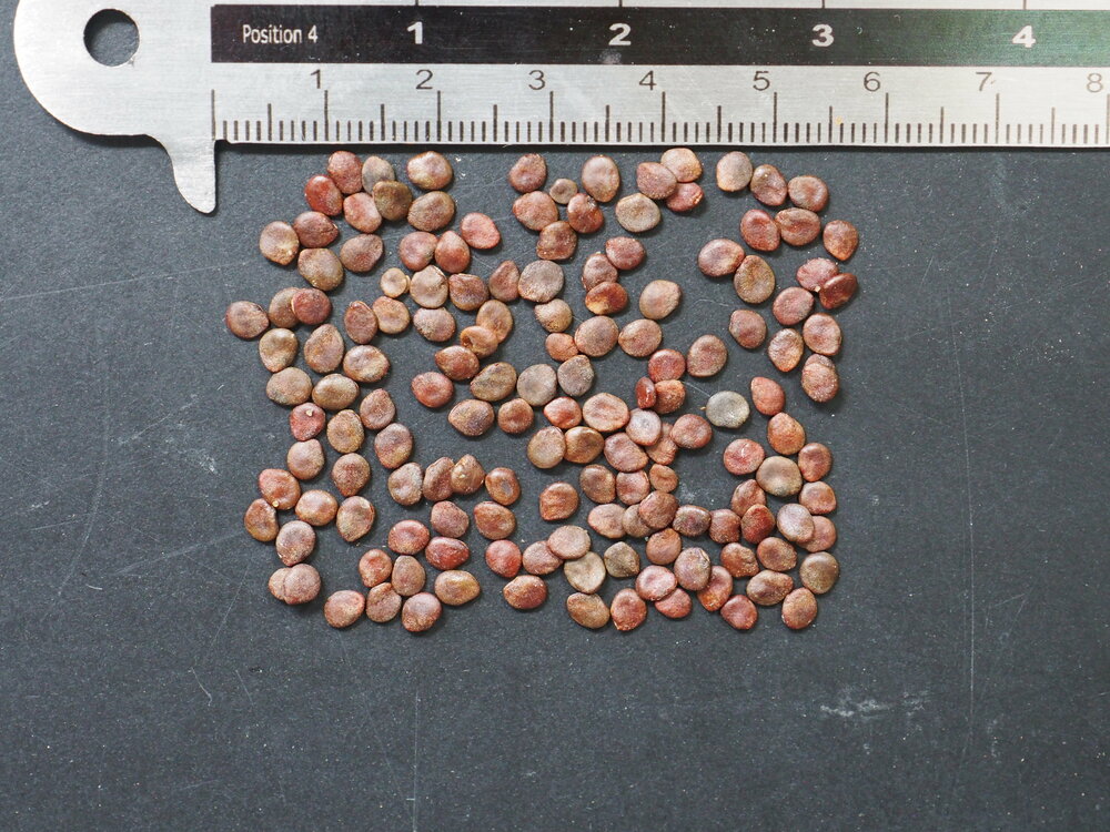 Nipple Fruit (Solanum mammosum)
