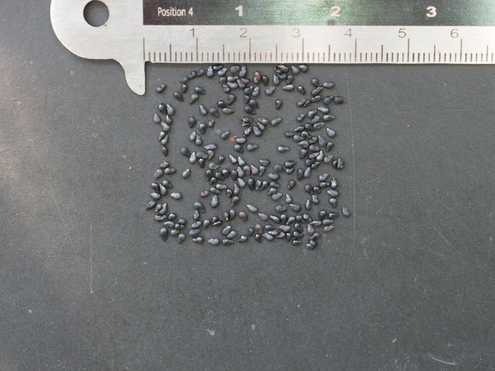 Queen of the Night (Selenicereus grandiflorus)