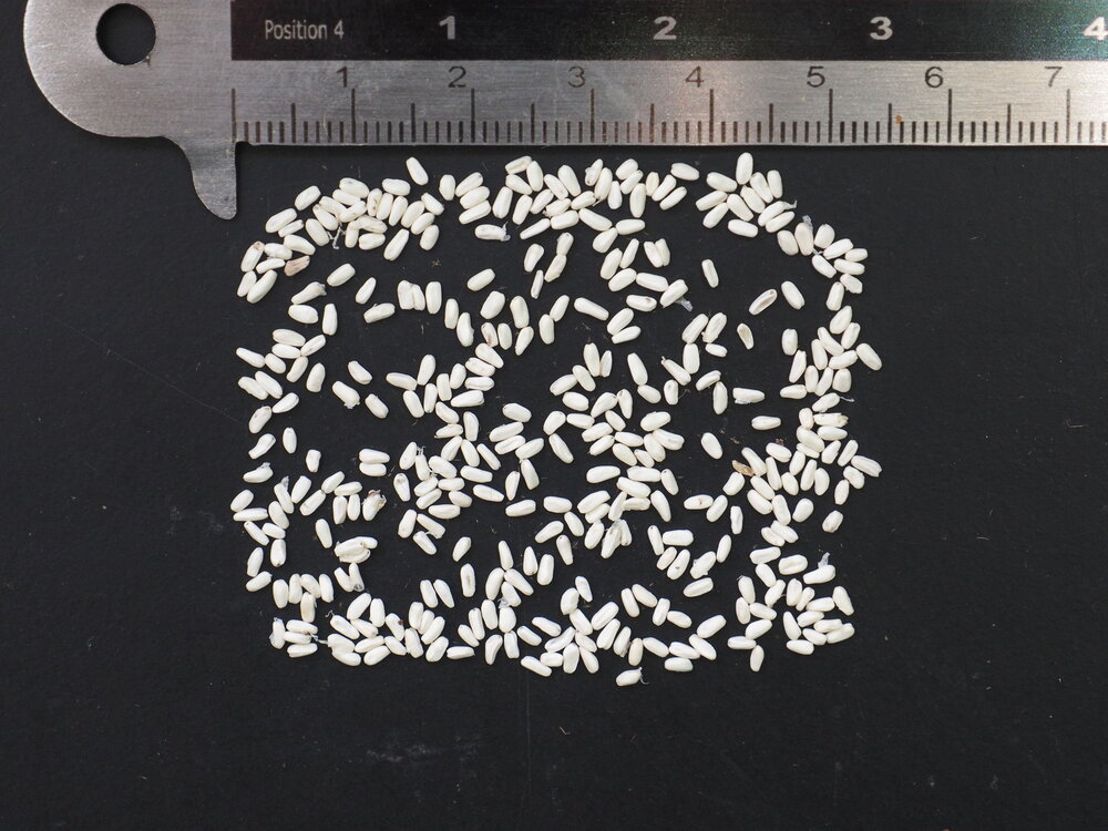 Tree Philodendron (Thaumatophyllum bipinnatifidum)
