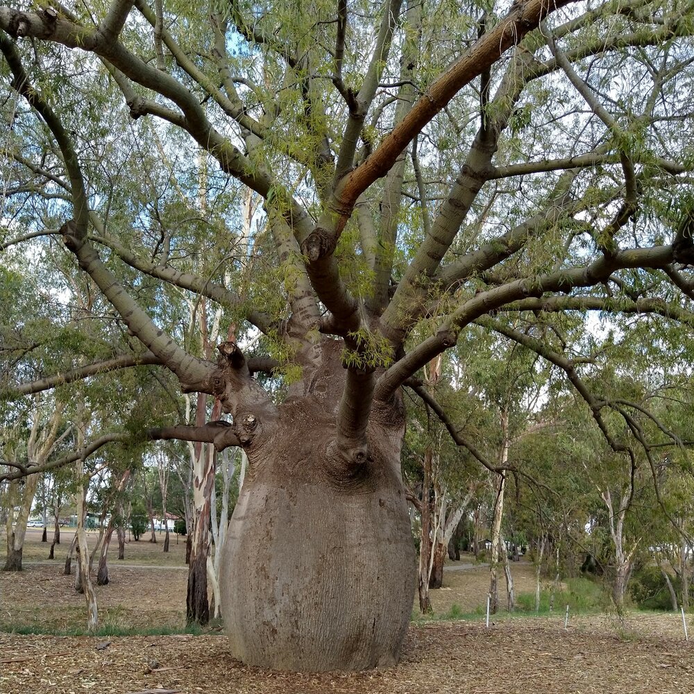 Queensland Bottle Tree (Brachychiton rupestris)