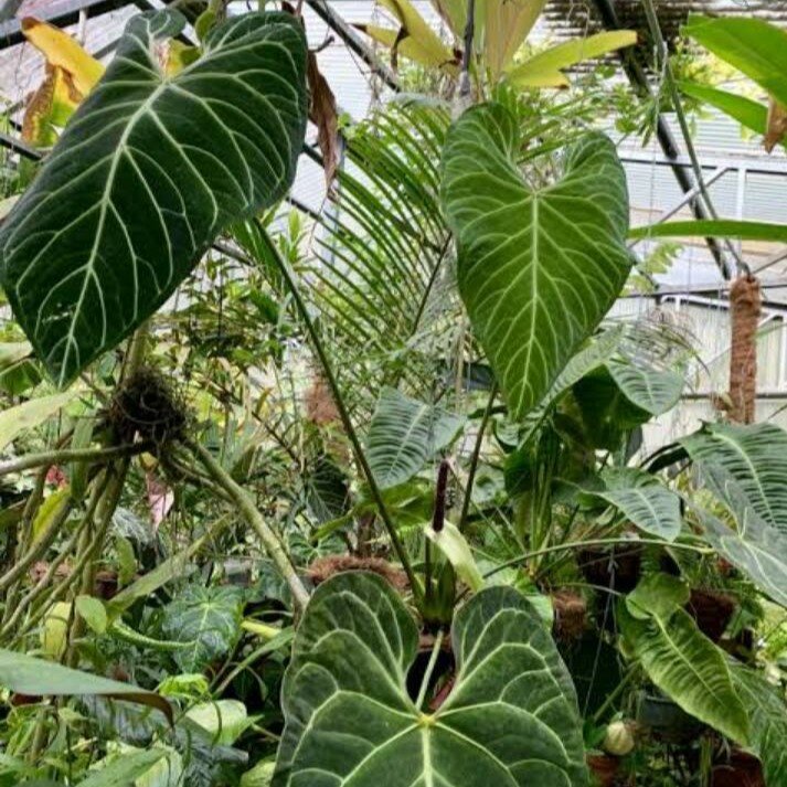 Regal Anthurium (Anthurium regale)