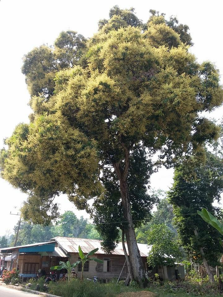 Kasturi mango (Mangifera casturi)
